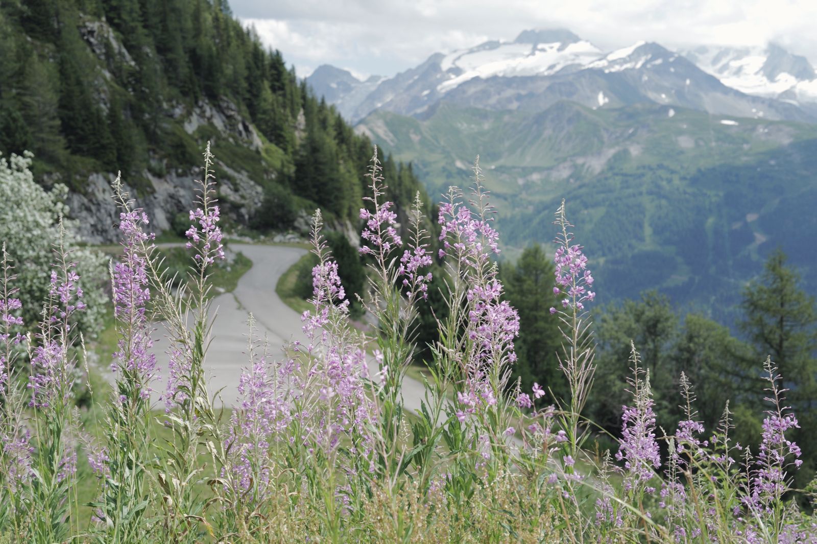 Pink wildflowers beside a mountain road